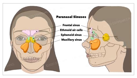 鼻子|Anatomy, Head and Neck, Nose